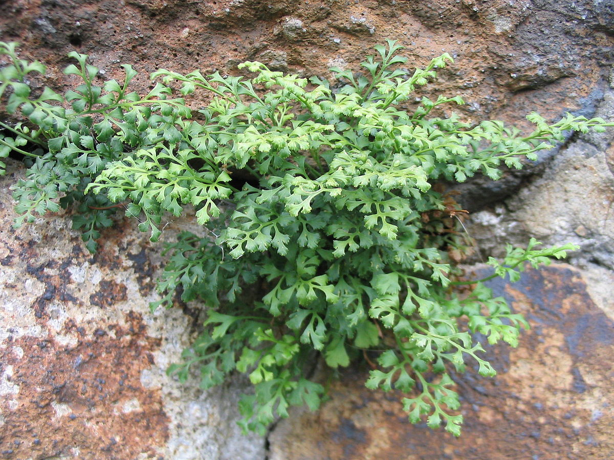  kövi fodorka